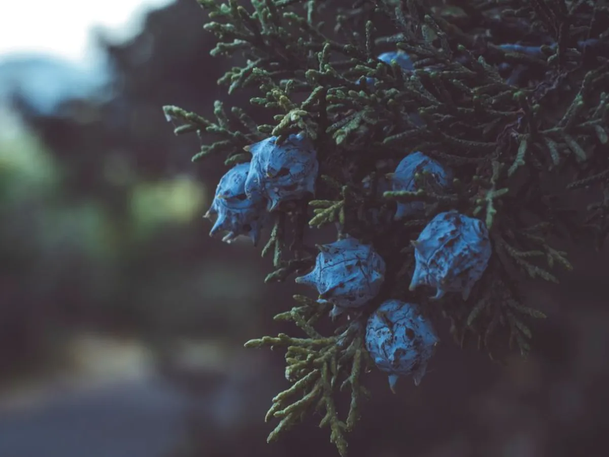 juniper branch